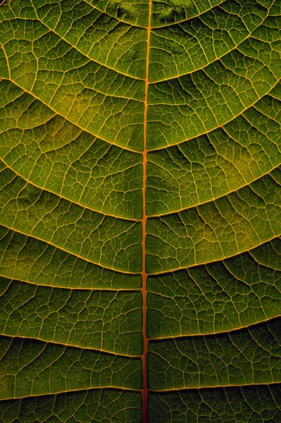 Textura Folha Verde — Fotografia de Stock