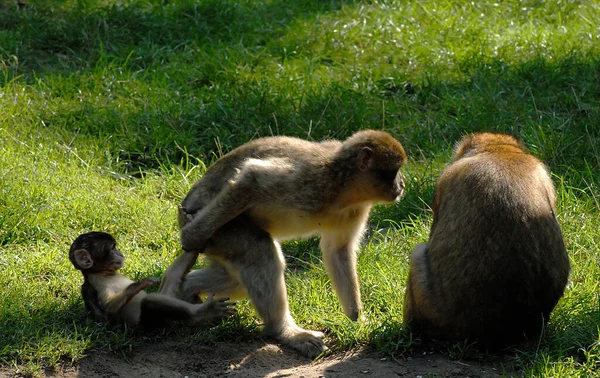 Monos Zoológico — Foto de Stock