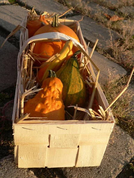 Pumpkins Basket Ground — Stock Photo, Image