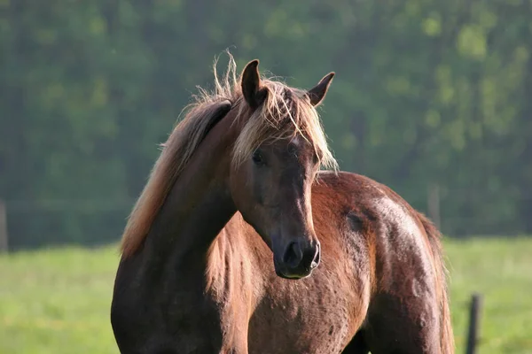 Nog Steeds Het Archief — Stockfoto