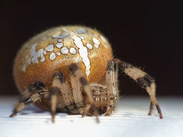 Ristihämähäkki Karmiva Hämähäkkihyönteinen — kuvapankkivalokuva