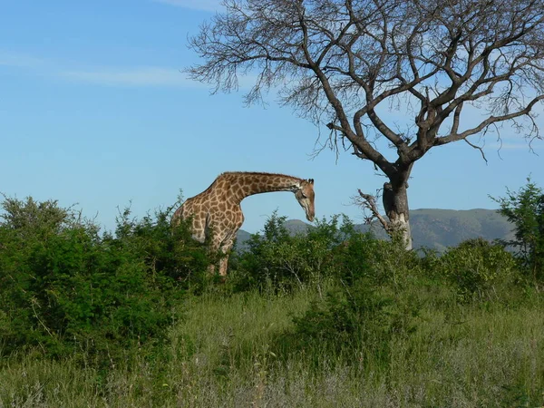 Giraffe Dier Het Wild Natuur Fauna — Stockfoto