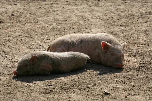 Gelukkige Varkens Frailand Landbouw — Stockfoto