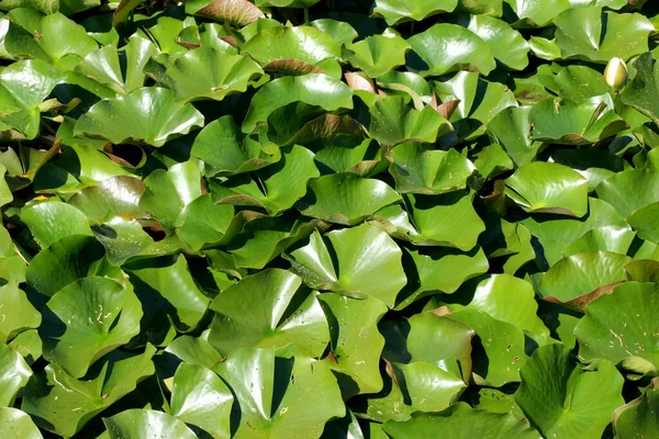 Green Leaves Garden — Stock Photo, Image