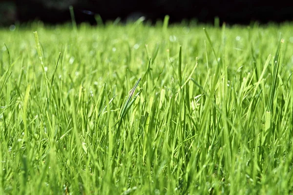 Erba Flora Pianta Natura — Foto Stock