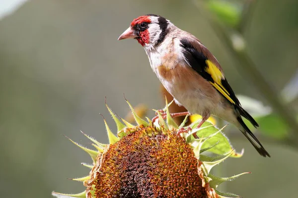 Vista Cênica Belo Pássaro Finch Bonito — Fotografia de Stock