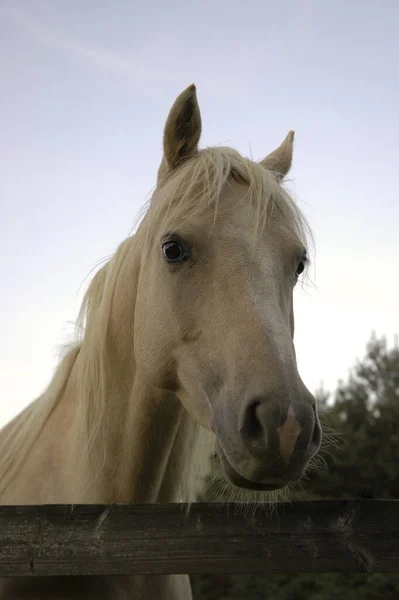 cute horse at wild nature