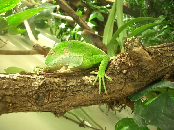 Perto Lagarto Habitat Conceito Selvageria — Fotografia de Stock