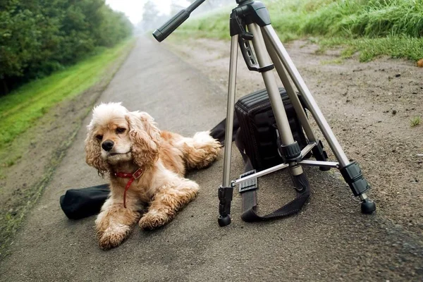 写真家の犬 — ストック写真