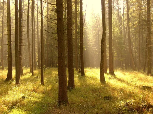 Όμορφη Φύση Δάσος Στο Παρασκήνιο — Φωτογραφία Αρχείου
