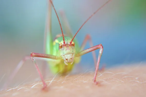 Grasshopper Human Skin — Stock Photo, Image