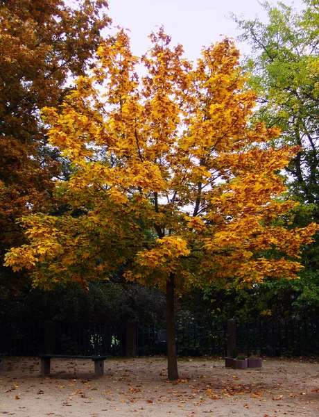 Beau Paysage Forêt — Photo