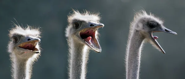 Retrato Avestruces Zoológico —  Fotos de Stock