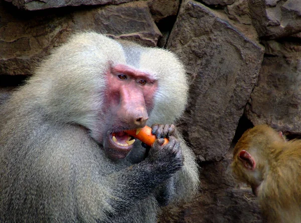 动物主题 自然界中的猴子 — 图库照片