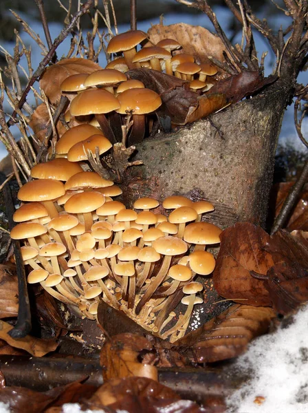 Cogumelos Inverno Pés Veludo — Fotografia de Stock