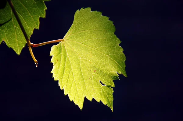 Листья Вина Ботаника Флора — стоковое фото