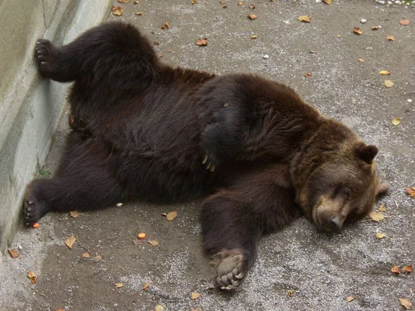 Nebezpečné Medvědí Zvíře Dravec — Stock fotografie
