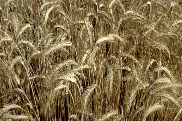 農業穀物 — ストック写真