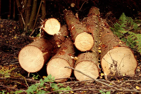 Madera Aserrada Tronco Árbol — Foto de Stock