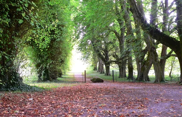 Autumn Forest Trees Leaves — Stock Photo, Image