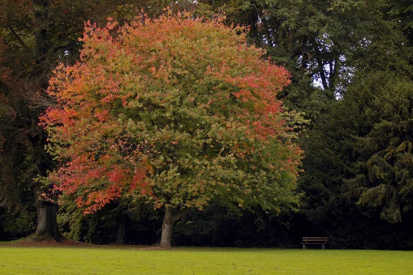 Liście Przyrodnicze Drzew Roślin Liści — Zdjęcie stockowe
