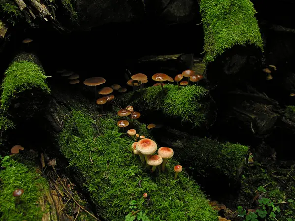Crescimento Cogumelos Botânica Natural Flora Fungos — Fotografia de Stock