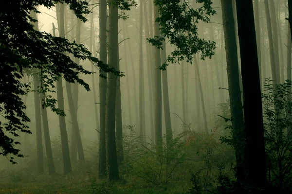 Belle Forêt Nature Sur Fond — Photo