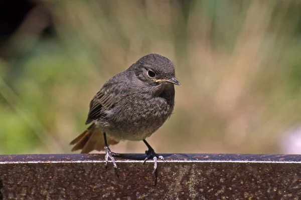 Gros Plan Moineau — Photo