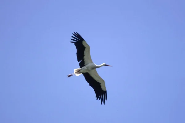 White Stork Ciconia Ciconia Flight Picture — 스톡 사진