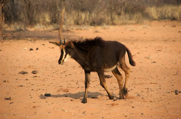 Antilopen Wild Dier Wilde Dieren — Stockfoto