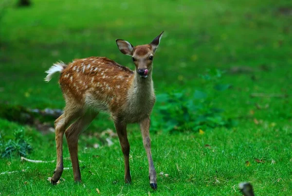 Doğa Faunası Vahşi Hayvan Fotoğrafçılığı — Stok fotoğraf