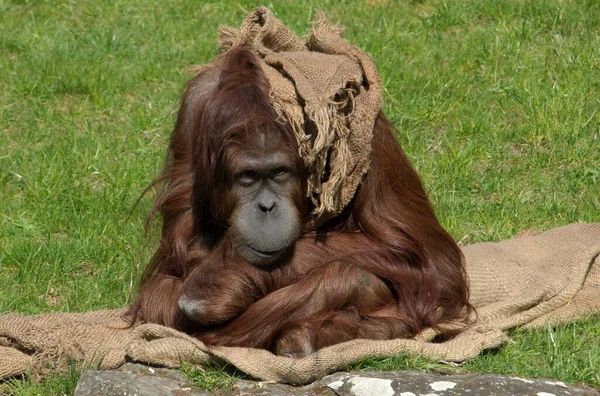 Mono Orangután Mono Animal — Foto de Stock