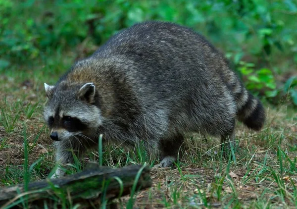 Animal Guaxinim Mamífero Fauna Família Proxionídeos — Fotografia de Stock