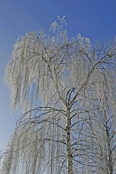 Birch Rauhreif Birch Betula — стокове фото