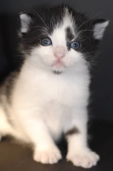 Mooie Kleine Pluizige Kat — Stockfoto