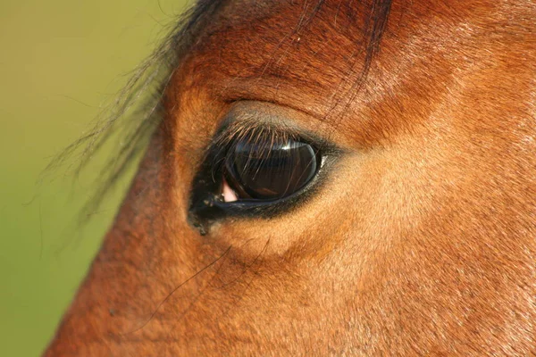 Schattig Paard Wilde Natuur — Stockfoto