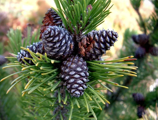 Tree Pine Cones Coniferous — Stock Photo, Image