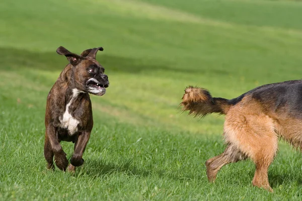 Razza Cane Pastore Belga Campo — Foto Stock