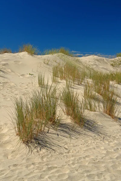 Panoramisch Uitzicht Duinen Selectieve Focus — Stockfoto