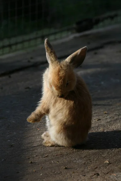 Niedlicher Hase Nahaufnahme — Stockfoto