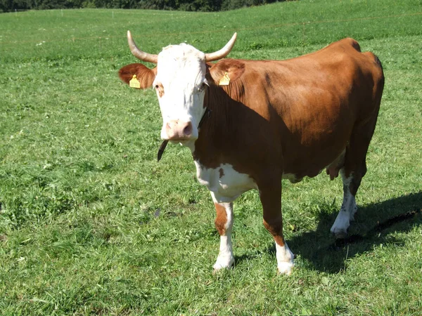 Prairie Est Habitat Ouvert Champ Végétalisé Par Herbe Les Herbes — Photo