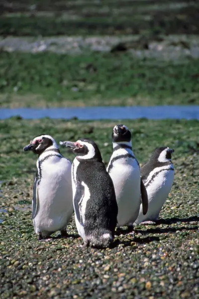 Magellán Pingvinek Természet Fauna — Stock Fotó