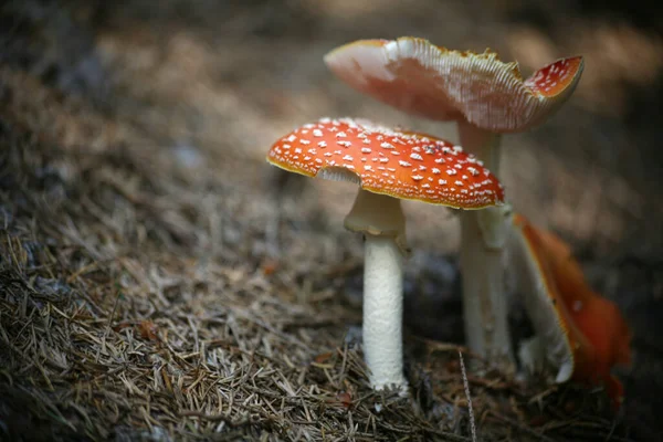 Close View Fly Agaric Forest — Stock Photo, Image