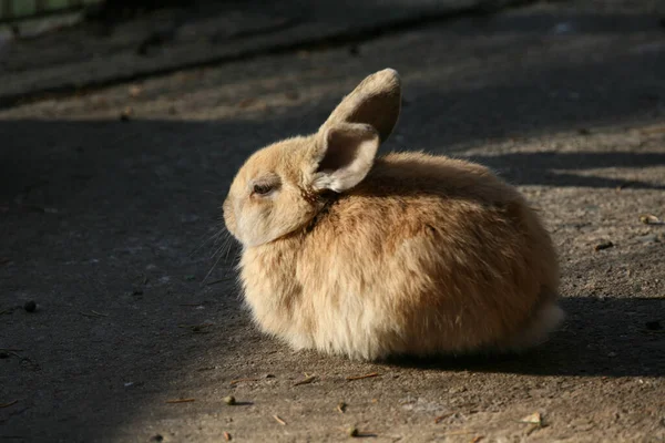 可愛いウサギの写真 — ストック写真