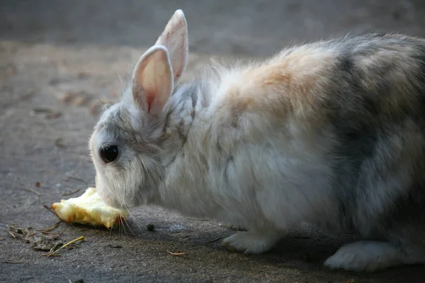 Picture Cute Rabbit — Stock Photo, Image