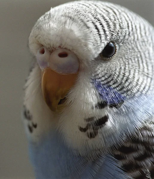 Zicht Prachtige Vogel Natuur — Stockfoto