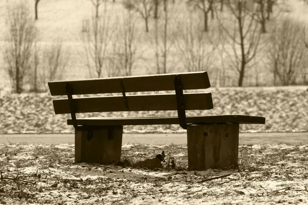 Bänk Parken — Stockfoto