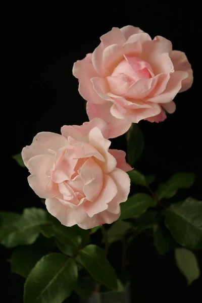 Květní Lístky Růže Flóra — Stock fotografie