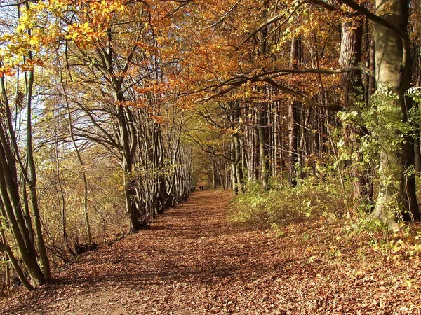 Piękny Las Natura Tle — Zdjęcie stockowe