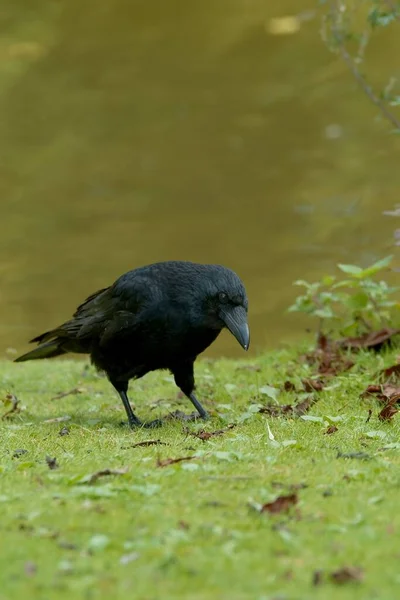 Festői Kilátás Gyönyörű Madár Természetben — Stock Fotó